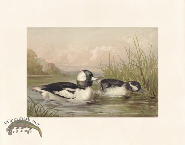 (image for) Pope 14 Buffle Headed Duck