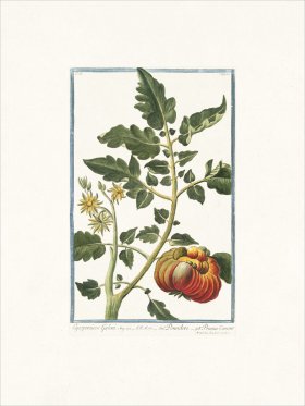 Bonelli 162 Tomato
