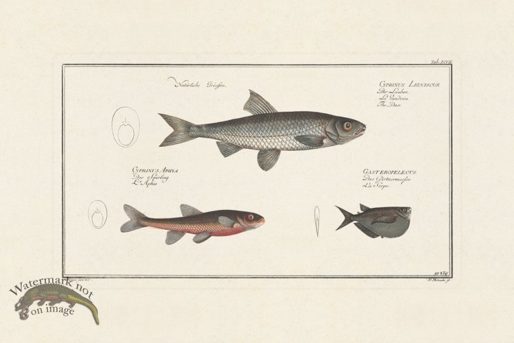 (image for) BLOCH FISH 097