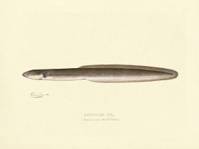 Common Eel