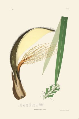 Rodrigues Palm Front 051