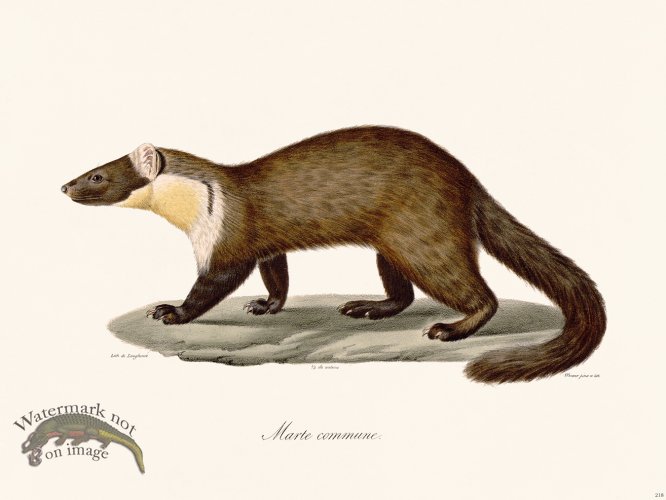(image for) Cuvier 218 European P{ne Marten
