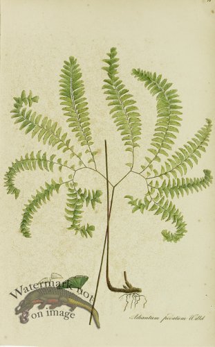 (image for) 1828_Gmp 080