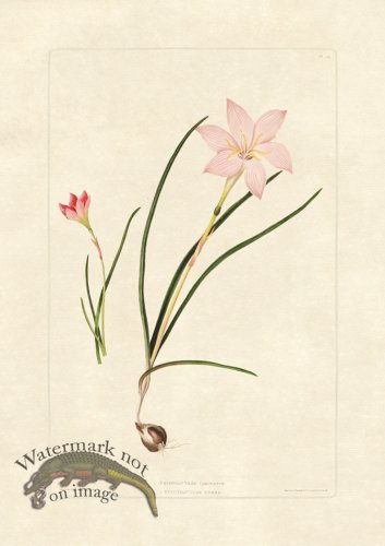 (image for) Edward bury 13