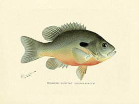 Sunfish -Redbreast