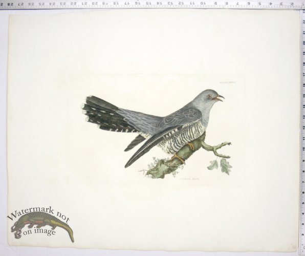 Cuckoo