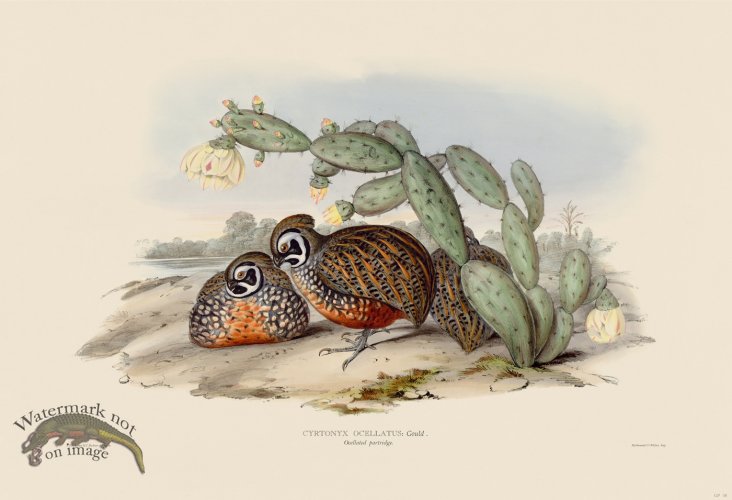(image for) 08 Ocellated partridge