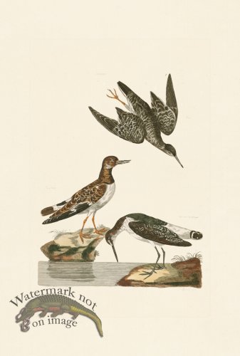 Pennant Zoology 015