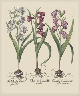 Besler 203 Colored B2