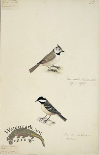 (image for) 113 Swedish Birds . Parus Cristatus, Crested Tit