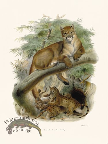 (image for) Elliot Cat 02 Mountain Lion