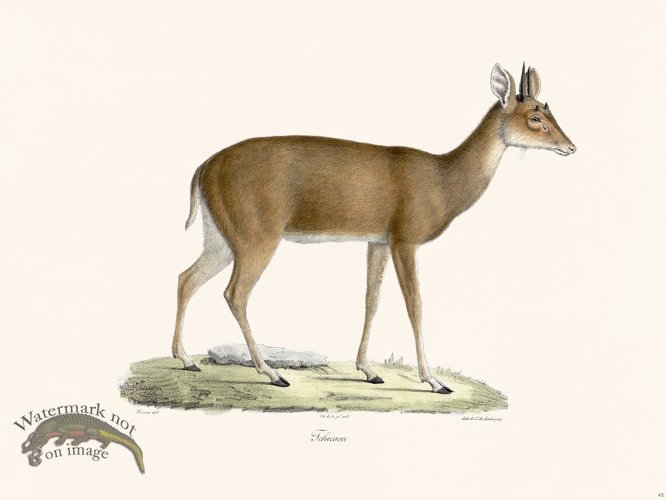 (image for) Cuvier 045 Jchicara