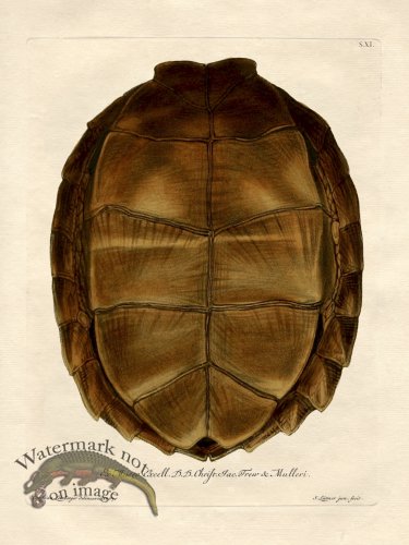 (image for) Trew Turtle Shell 11