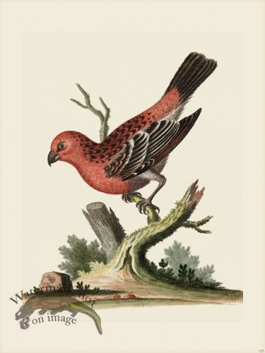 (image for) Edwards 123 Greatest Bullfinch
