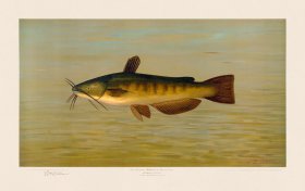 Common Bullhead Catfish