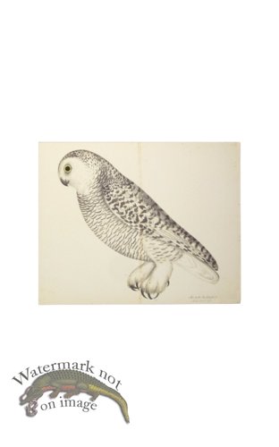 (image for) SNOWY OWL . PL 27