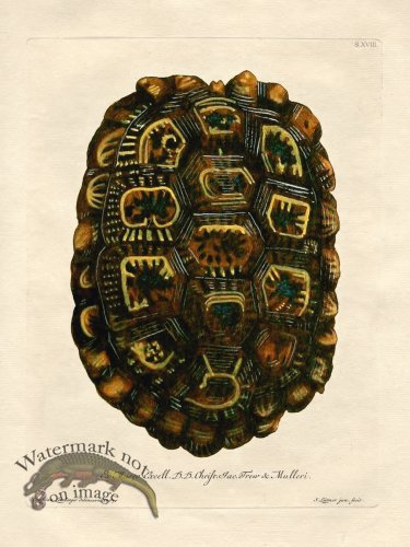 Trew Turtle Shell 18