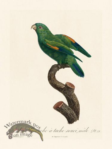(image for) Barraband Parrot 058