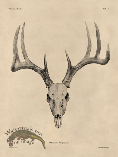 (image for) Tan Bones 06 White Tail