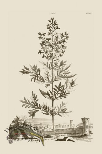 (image for) Abraham Munting 056