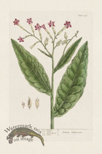 (image for) BEE 146 Tobacco