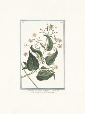 Bonelli 440 Traveller's joy