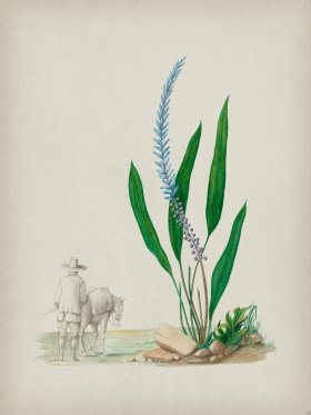 Andean Botanicals 033