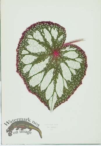 (image for) Lowes Leaves 23