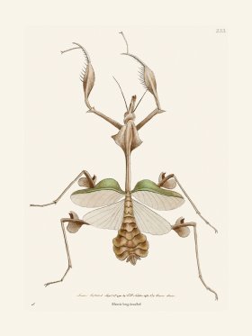 233 Mantis Long-Breasted