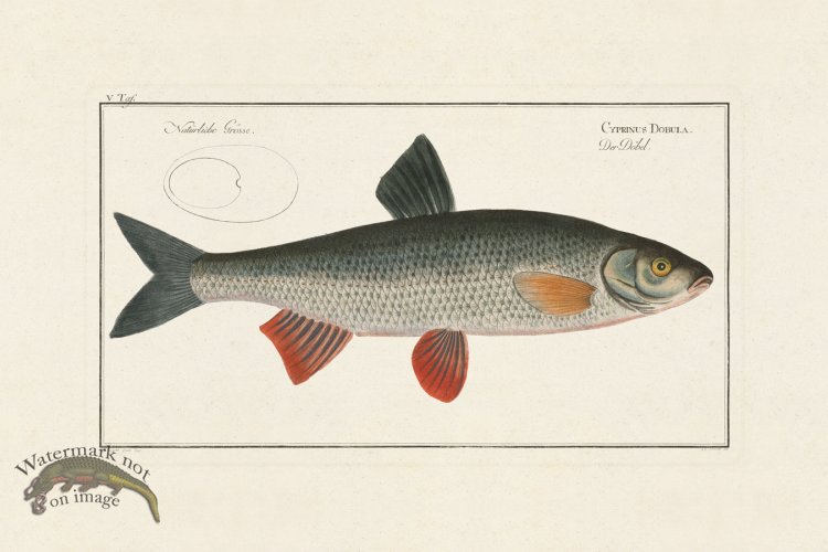 (image for) Bloch Fish 005