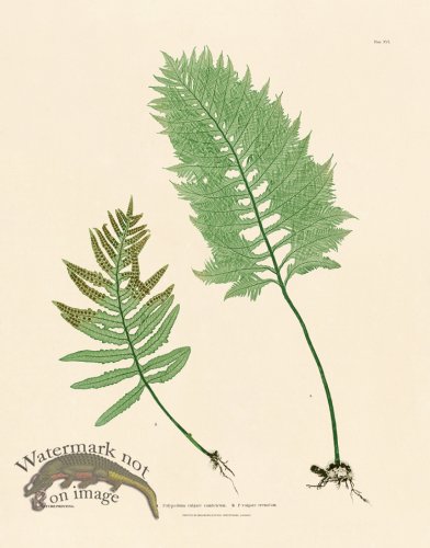 (image for) Bradbury Fern 16