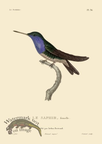 (image for) Humming Bird 56