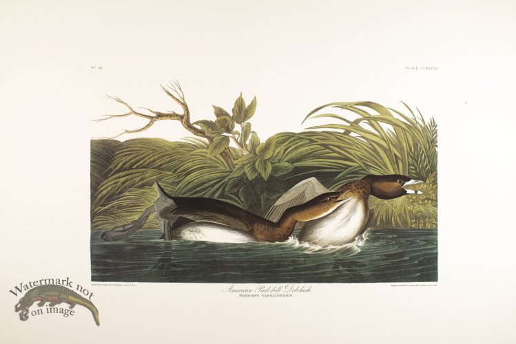 American Pied-Billed Dobchick