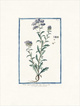 Bonelli 307 Pennycress