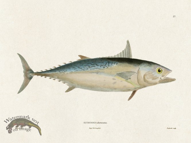 (image for) Werner Fish 027