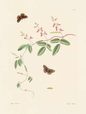 Abbot Butterfly 021