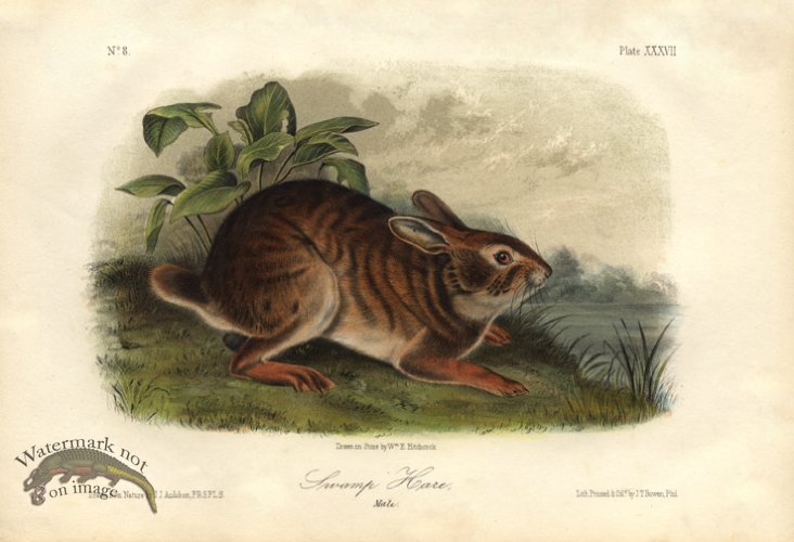 (image for) Swamp-Hare-small