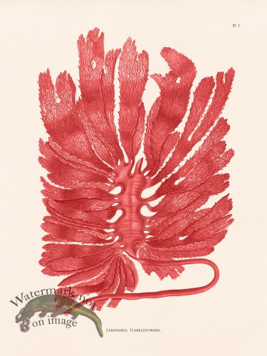 (image for) Oceanie 01