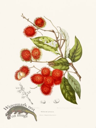 (image for) Horticulture of Java 07