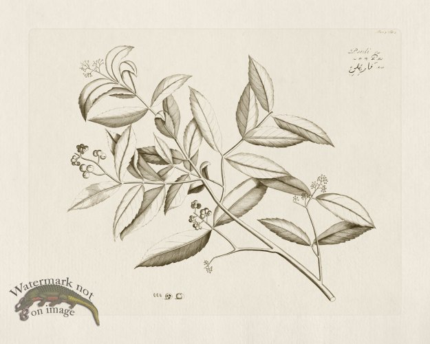 (image for) HORTUS VOl 05 03