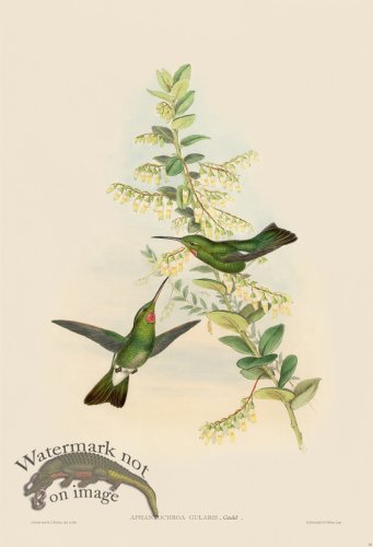 (image for) Gould Hummingbird 055
