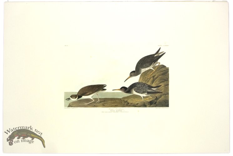 (image for) Purple Snadpiper