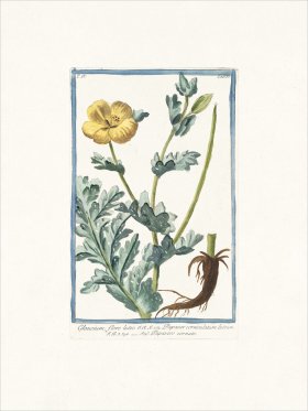 Bonelli 387 horned poppy flower
