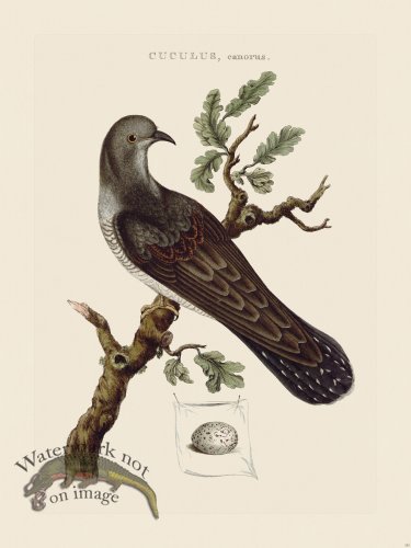 (image for) Nozeman Bird 153