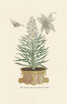 (image for) Weinmann PL 052