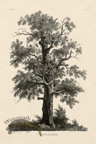 (image for) Defiennes Tree 02