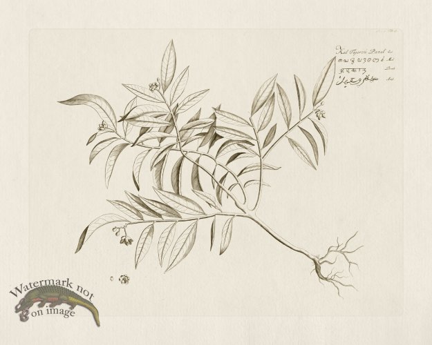 (image for) HORTUS VOl 05 17