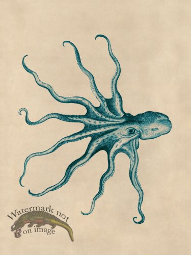 (image for) Octopus Teal 29