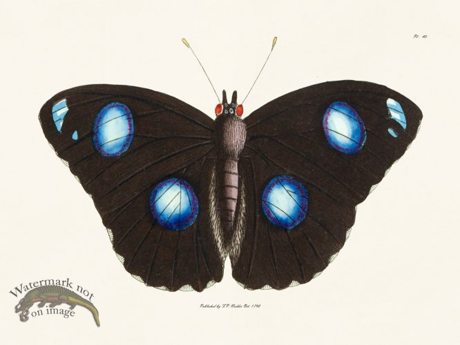 (image for) Nodder BF 40