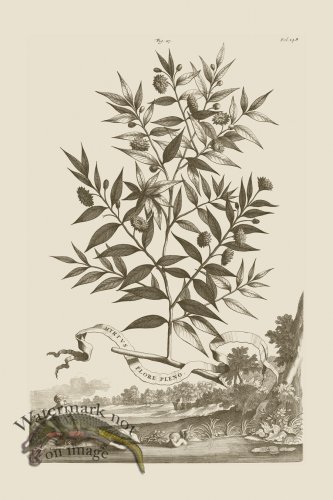 (image for) Abraham Munting 027